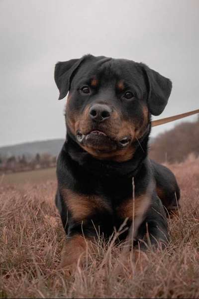 Reinrassige Hunde?-Beitrag-Bild