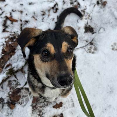 Hundetreffen-Spiel- & Gassitreffen-Bild