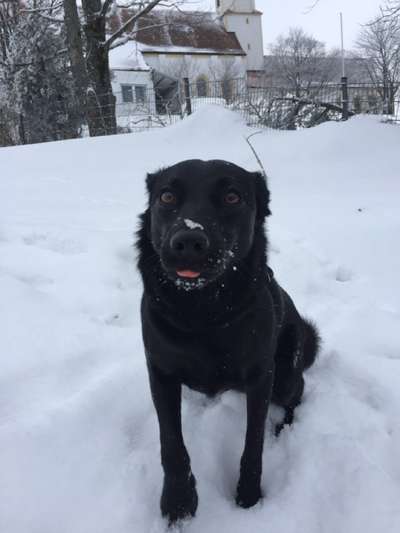 Fotochallenge Nr. 59 - Mein Hund zeigt die Zunge-Beitrag-Bild