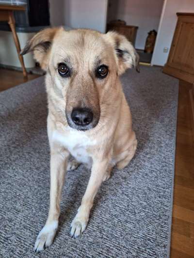 Mischlinge raten - Rätselspaß-Beitrag-Bild