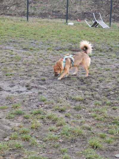Hundetreffen-Treffen zum Spielen/Spazieren-Bild