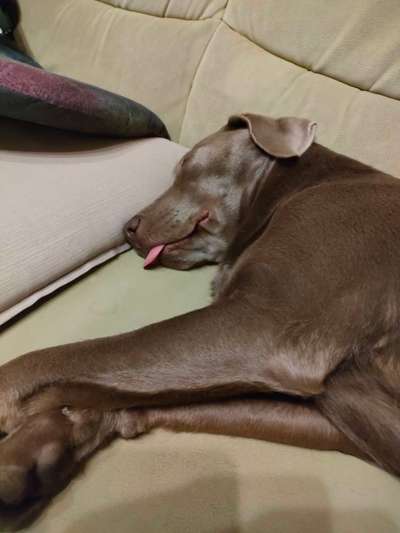 Fotochallenge Nr. 59 - Mein Hund zeigt die Zunge-Beitrag-Bild