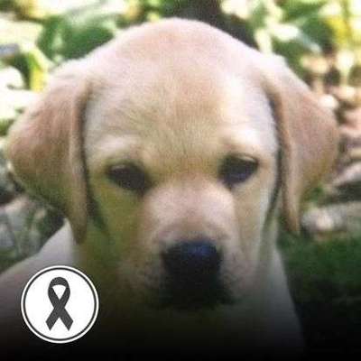 Labradorfans-Beitrag-Bild