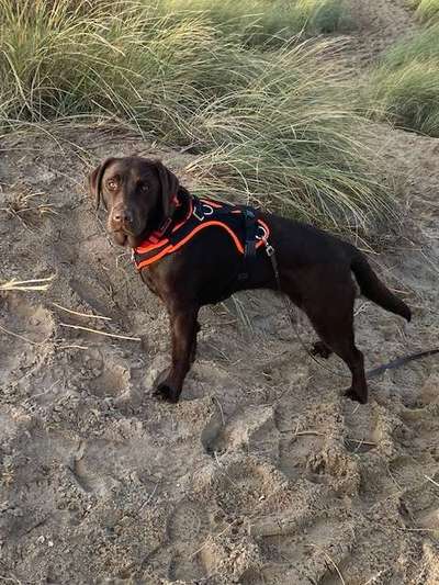 Labradorfans-Beitrag-Bild