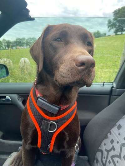 Labradorfans-Beitrag-Bild