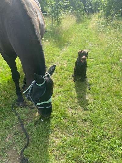 Labradorfans-Beitrag-Bild