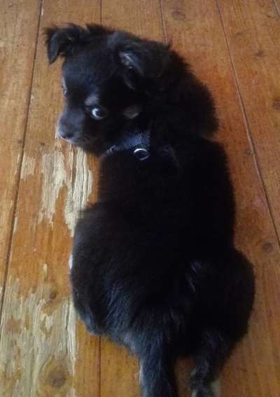 Welpen Bilder !-Beitrag-Bild