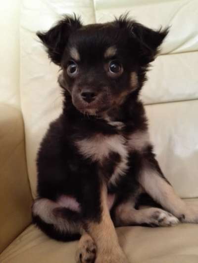 Welpen Bilder !-Beitrag-Bild