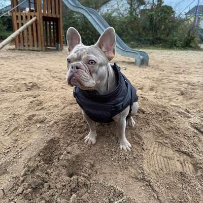 Hundetreffen-Gemeinsame Gassi & Spielrunden-Bild