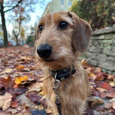 Hundetreffen-Moritz sucht eine Freundin-Bild