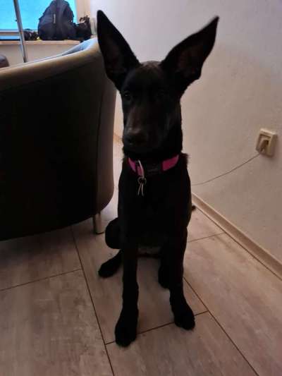 Zeigt eure Malinois!!!-Beitrag-Bild