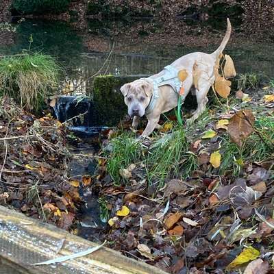 Hundetreffen-🐕 Trainingspartner für kontrollierte Hundebegegnungen gesucht (Sozialtraining)-Bild