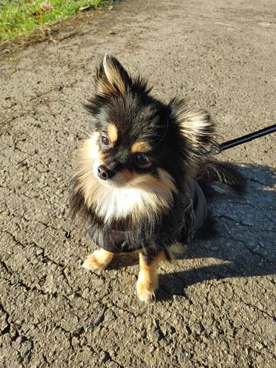 Dogorama Photo Challenge - Hundeblick zum hinschmelzen-Beitrag-Bild