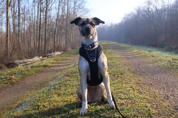 Hundetreffen-Socialwalk oder Spielrunden-Bild