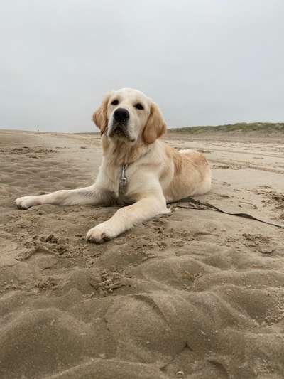 Wo sind die Golden Retriever Liebhaber?-Beitrag-Bild