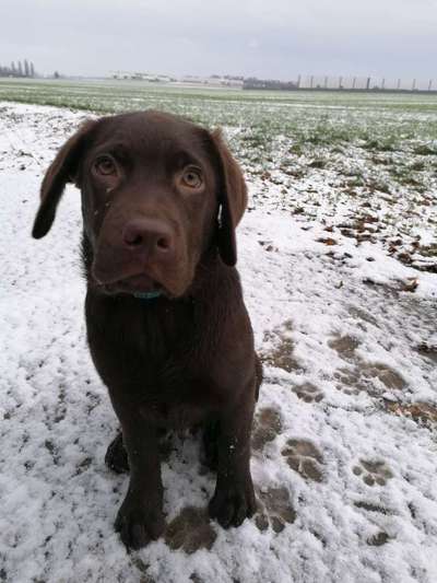 Hundetreffen-Spielrunde in der Hohen Börde-Bild