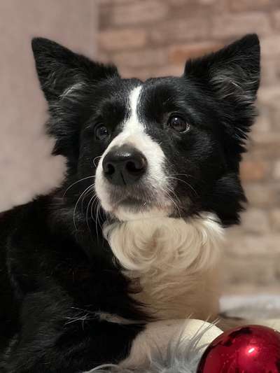 Die Dogorama Kalender Challenge Titelbild-Beitrag-Bild