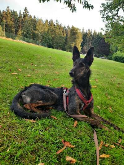 Urlaub mit Hund in Baden-Württemberg (Schwarzwald) oder Richtung Bayern (Allgäu)-Beitrag-Bild