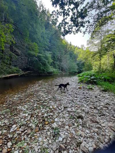 Urlaub mit Hund in Baden-Württemberg (Schwarzwald) oder Richtung Bayern (Allgäu)-Beitrag-Bild