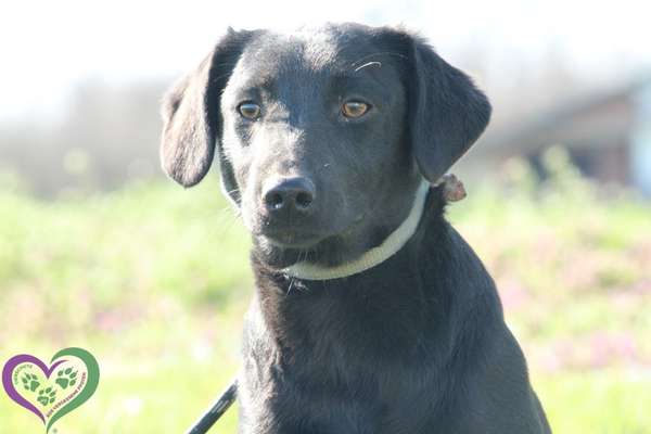 Hundetreffen-Hundetreffen als Training-Bild