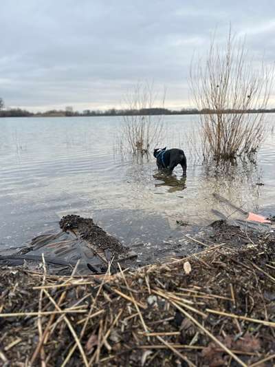 Hundetreffen-Gemeinsam Gassi-Runde/Wanderungen/Training etc…-Bild