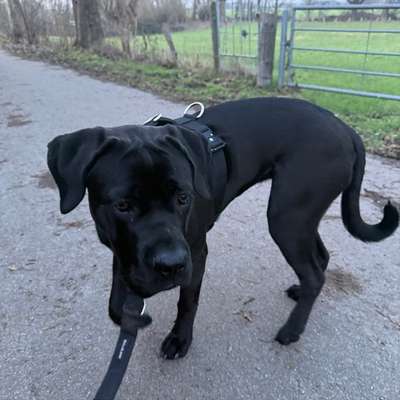 Hundetreffen-Spieletreff-Bild