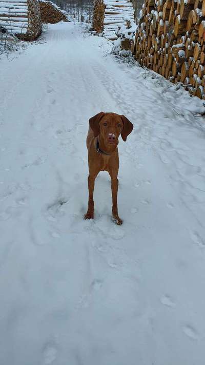 Dogorama Photo Challenge - Winterstimmung-Beitrag-Bild