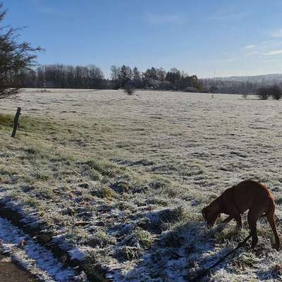 Hundetreffen-Gassi- & Spielrunde-Bild