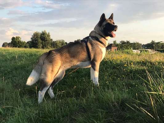 Akita Inu/American Akita (Mix) halter.-Beitrag-Bild