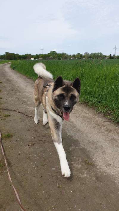 Shiba Inu und andere japanische Rassen!-Beitrag-Bild