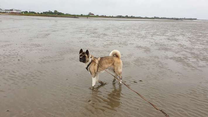 Nordische Hunde-Beitrag-Bild