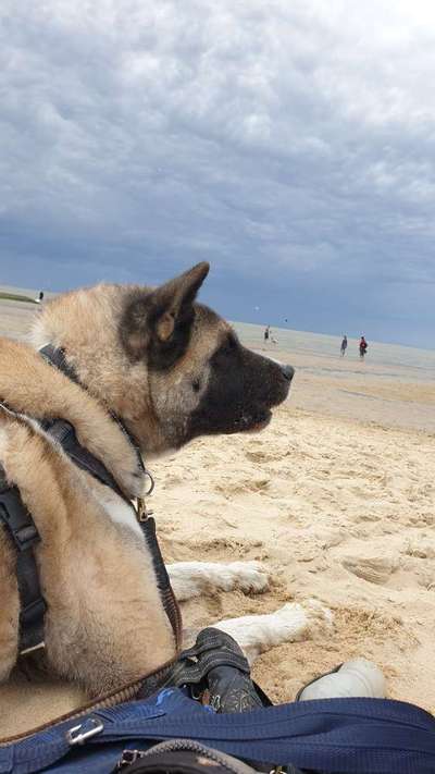 Akita Inu/American Akita (Mix) halter.-Beitrag-Bild