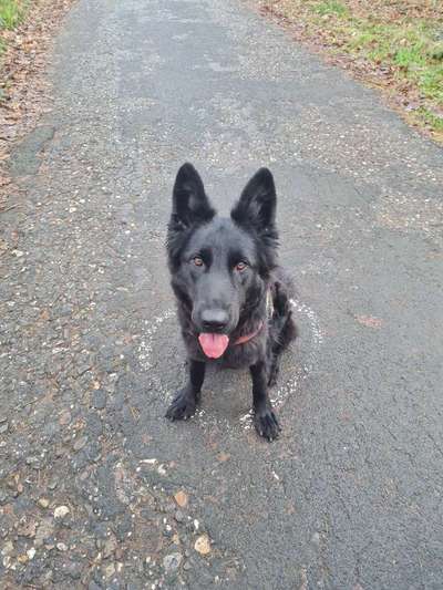 Alles rund um den Schäferhund, diskutieren erwünscht.-Beitrag-Bild