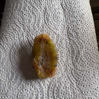 Giftköder-Giftköder-Bild