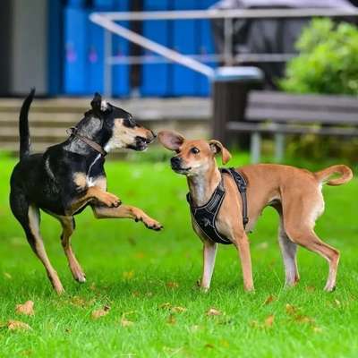 Hundetreffen-Sozial Walks - gemeinsam üben-Bild