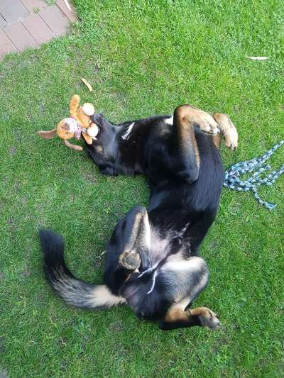 Die Dogorama Wochen Challenge-Beitrag-Bild