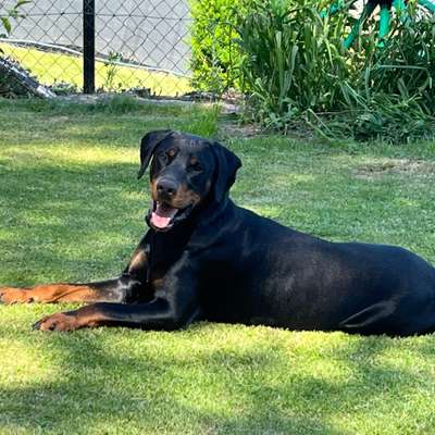 Hundetreffen-Gassi gehen und spielen da Becks noch sehr verspielt ist-Bild