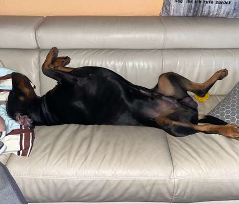 Zeigt her; eure "zu gross geratenen Schosshunde"-Beitrag-Bild