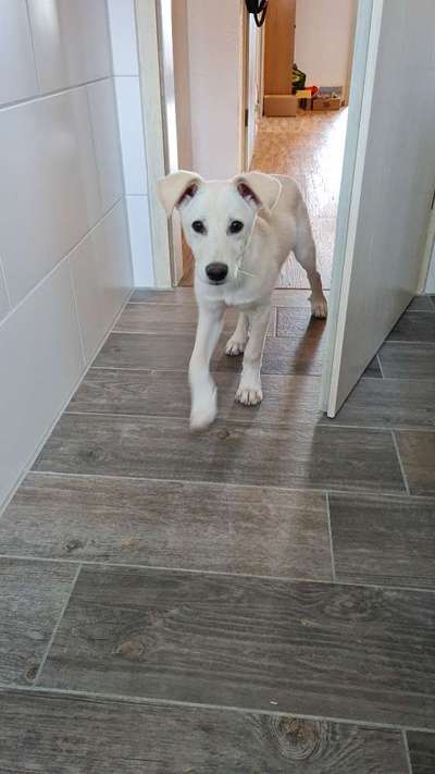 Hunde vom Tierschutzverein 🐕♥️-Beitrag-Bild