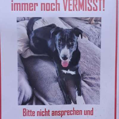 Suchmeldung-Percy-Bild