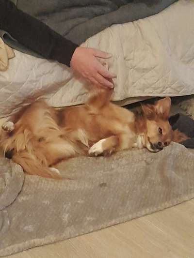 Unsere Fellnasen-Vielfalt im Überblick!-Beitrag-Bild