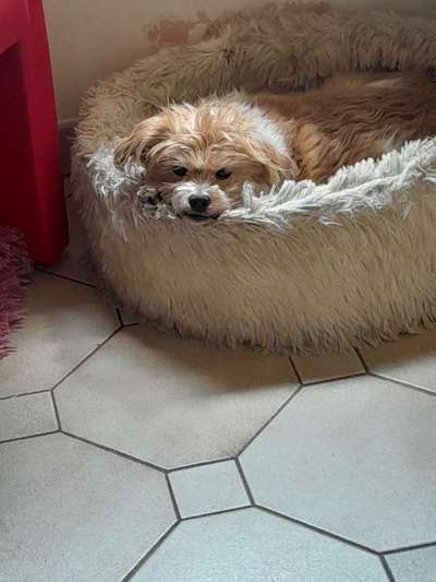 Unsere Fellnasen-Vielfalt im Überblick!-Beitrag-Bild