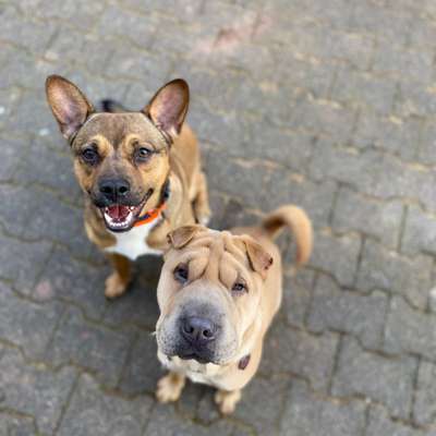 Hundetreffen-Spazieren gehen-Bild