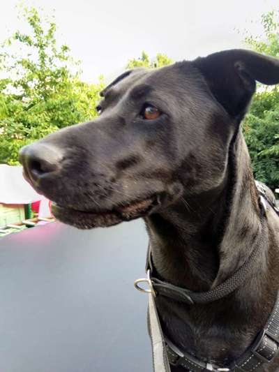 Labradorfans-Beitrag-Bild