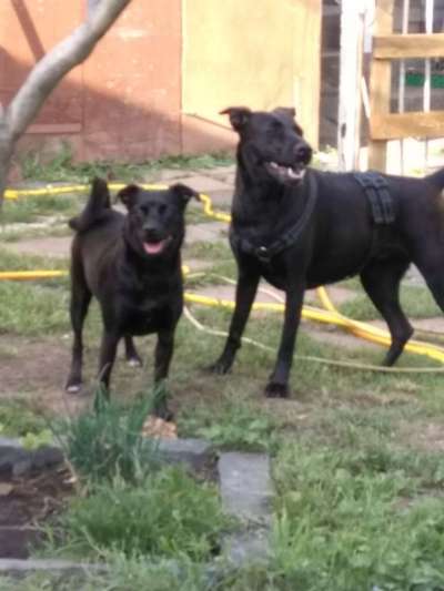 Bester Freund, Hundekumpel - zeigt her!-Beitrag-Bild