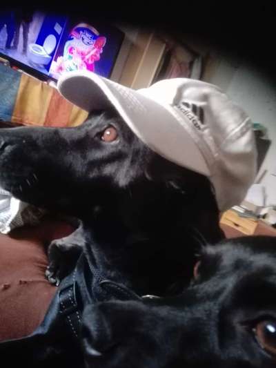 Zeigt her eure Labbis!-Beitrag-Bild