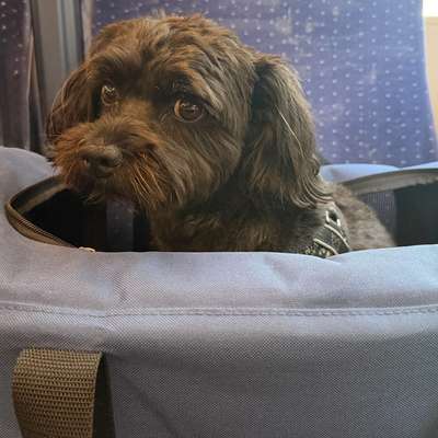 aktuelles Foto Gruppe Reisen mit Hund