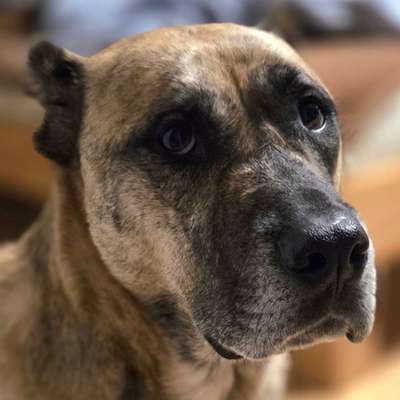 Hundetreffen-Freunde für Spaziergänge gesucht-Bild