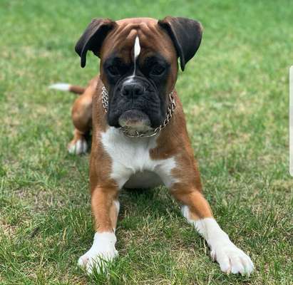 Hundetreffen-Milow würde sich freuen mit dir zu spielen❤️-Bild