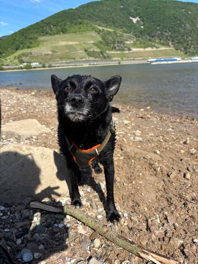 Hundetreffen-Gassi Runde für introvertierte Hunde 😄-Bild